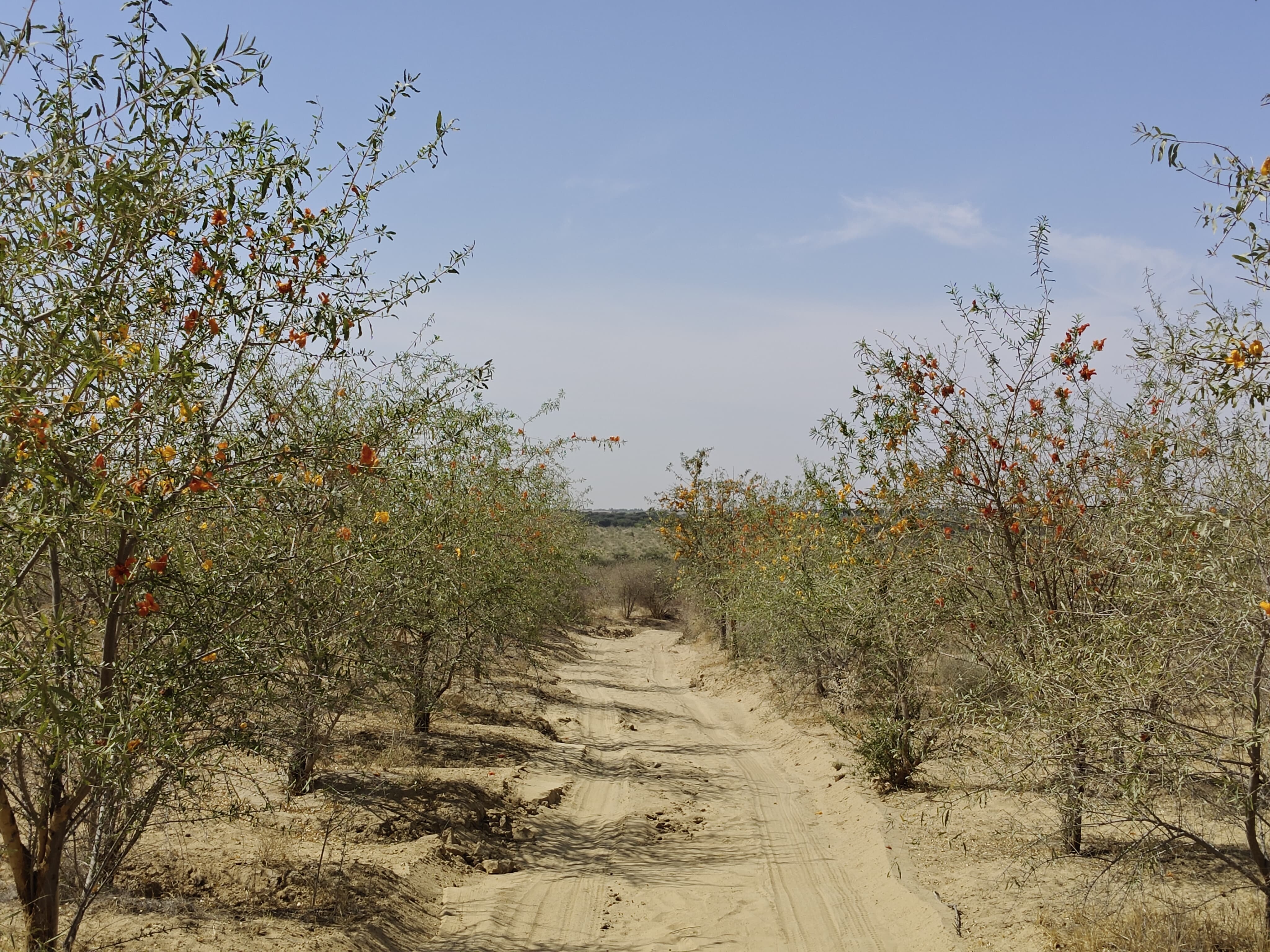 Compensatory Afforestation
